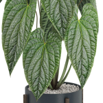 Plants collection 518