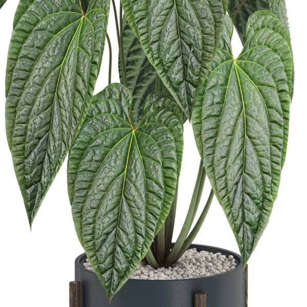 Plants collection 518