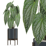 Plants collection 518