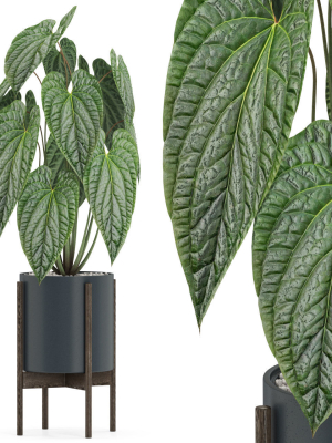 Plants collection 518
