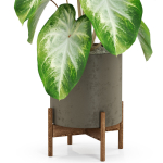 Plants collection 527