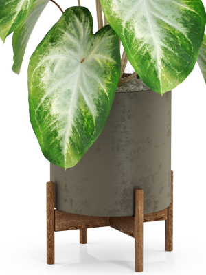 plants-collection-527-3d-model-max-obj-fbx-c4d