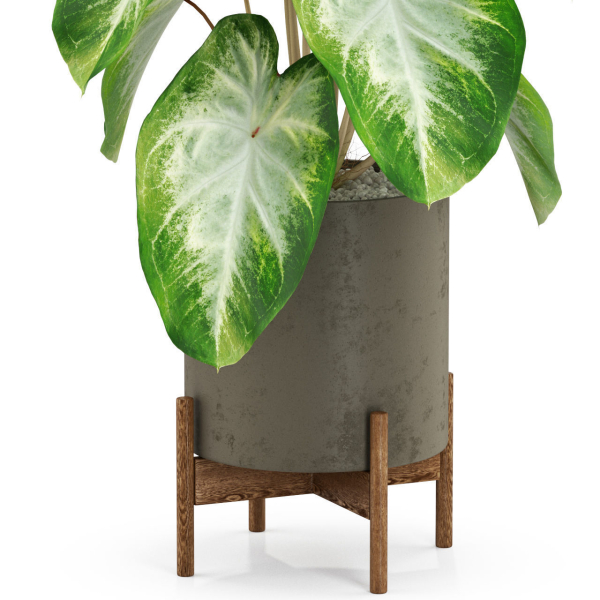 Plants collection 527