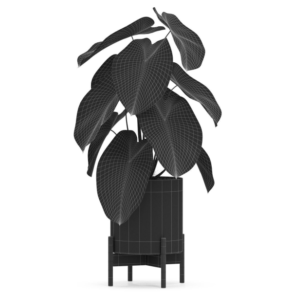 Plants collection 527