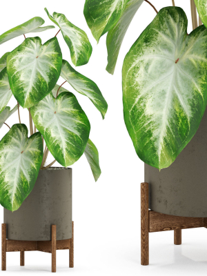 Plants collection 527