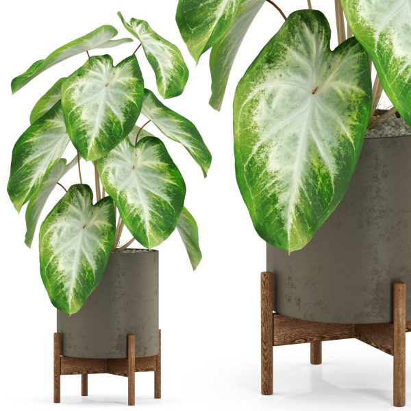 Plants collection 527