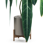 Plants collection 531