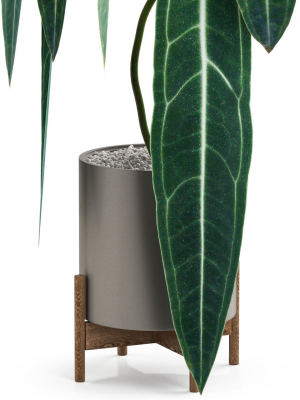 plants-collection-531-3d-model-max-obj-fbx-c4d