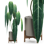 Plants collection 531