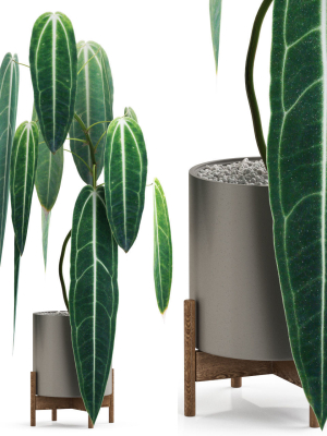 Plants collection 531