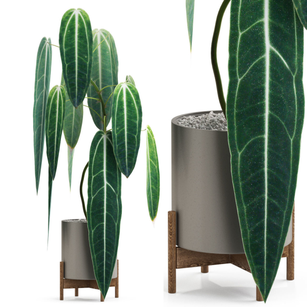 Plants collection 531