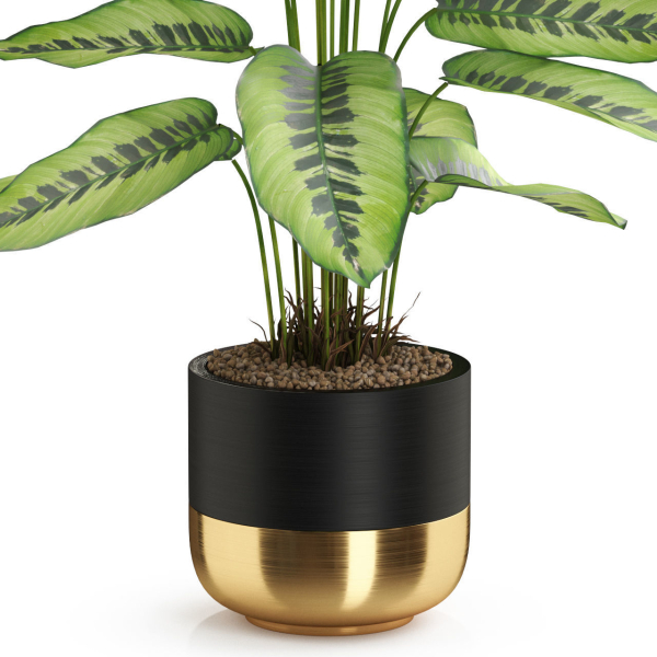 Plants collection 537