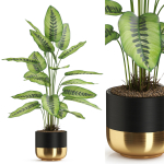 Plants collection 537