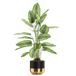 Plants collection 537