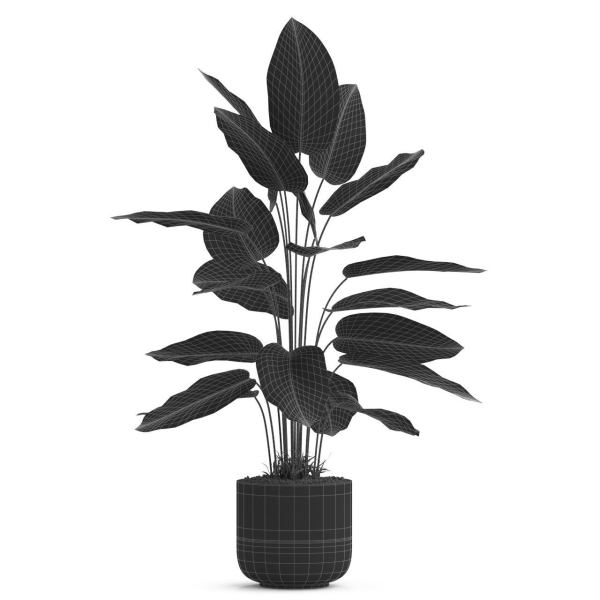 Plants collection 537