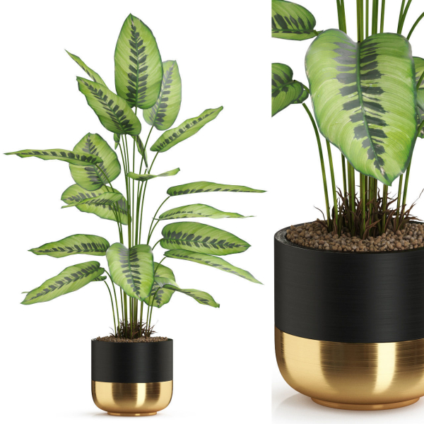 Plants collection 537