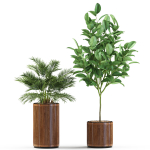 Plants collection 542
