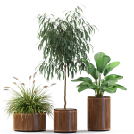 Plants collection 542