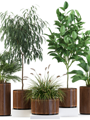 Plants collection 542