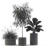 Plants collection 542