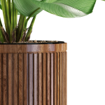Plants collection 542