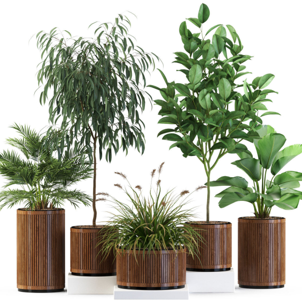Plants collection 542