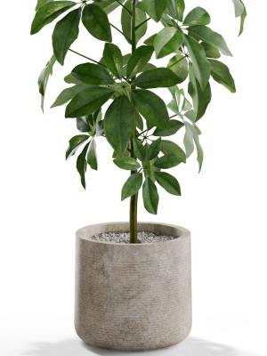plants-collection-553-3d-model-max-obj-fbx-c4d-blend