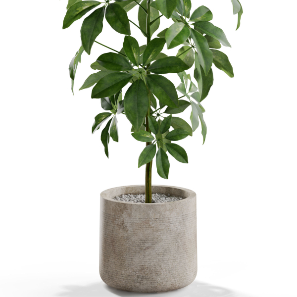 Plants collection 553