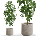 Plants collection 553