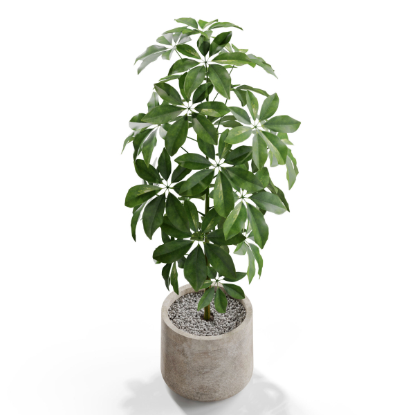 Plants collection 553