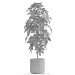 Plants collection 553