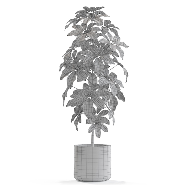Plants collection 553