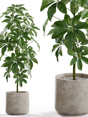 Plants collection 553