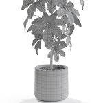 Plants collection 553