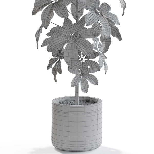 Plants collection 553