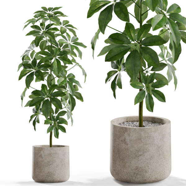Plants collection 553