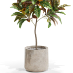 Plants collection 558