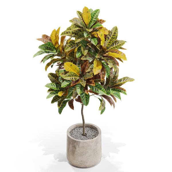 Plants collection 558