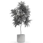 Plants collection 558
