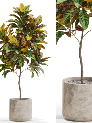 Plants collection 558