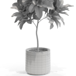 Plants collection 558