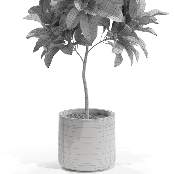 Plants collection 558