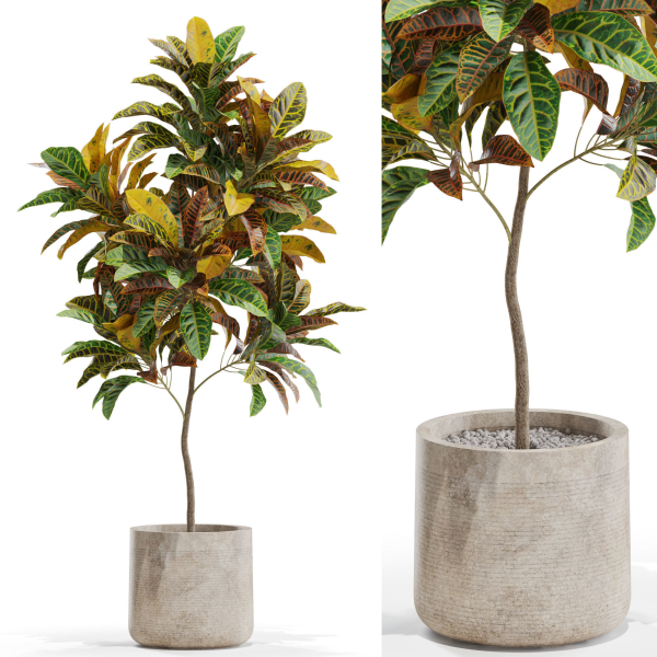 Plants collection 558