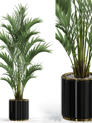 Plants collection 560
