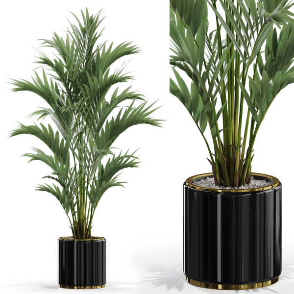 Plants collection 560