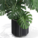 Plants collection 582