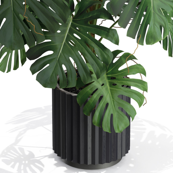 Plants collection 582