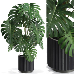 Plants collection 582