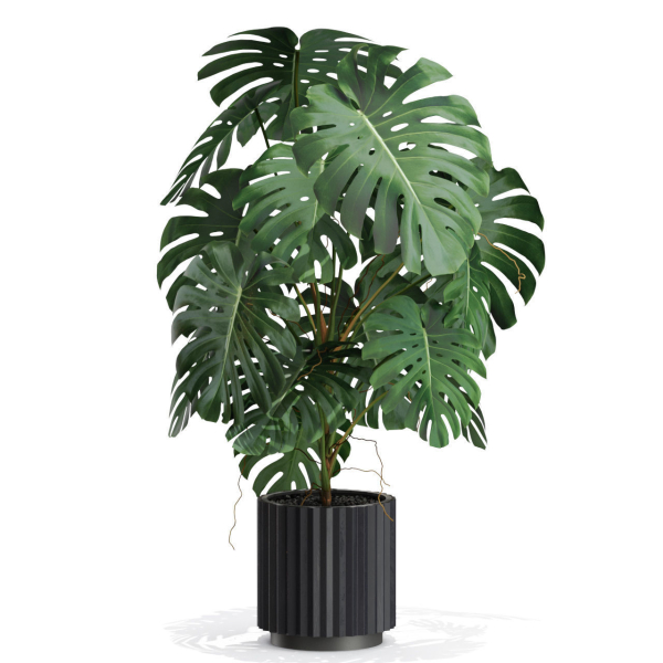 Plants collection 582
