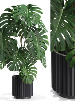 Plants collection 582